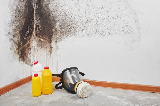 Best Mold Removal Near Me  in Fabrica, TX