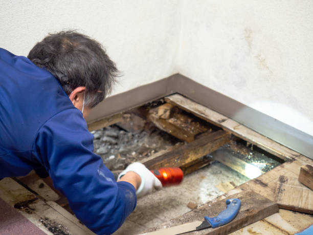 Best Black Mold Removal  in Fabrica, TX