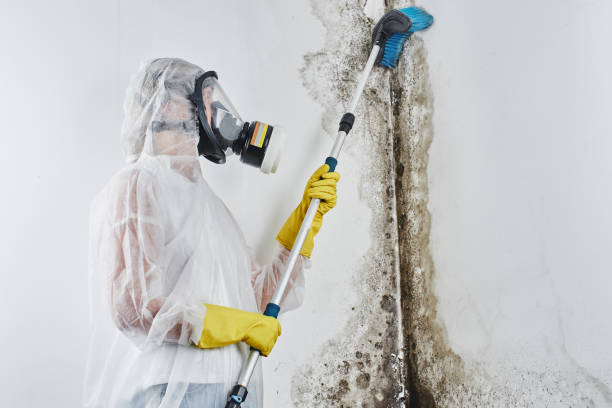 Best Local Mold Removal Service  in Fabrica, TX
