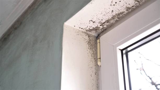 Best Mold Removal and Inspection  in Fabrica, TX