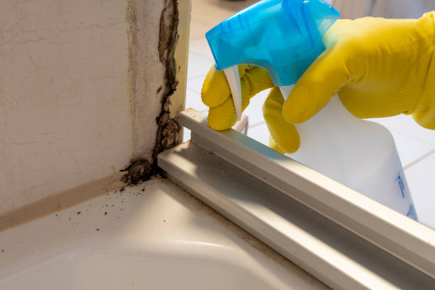 Best Mold Damage Repair  in Fabrica, TX