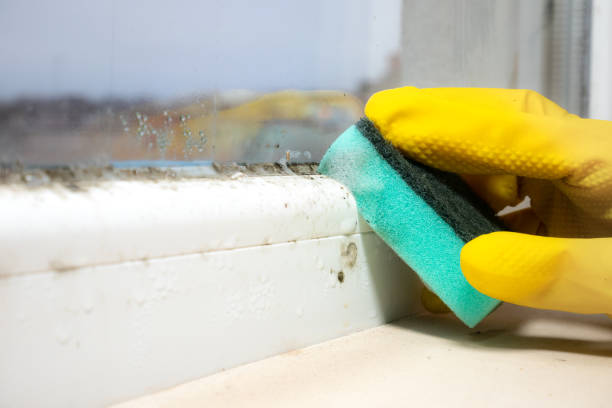 Best Home Mold Removal  in Fabrica, TX