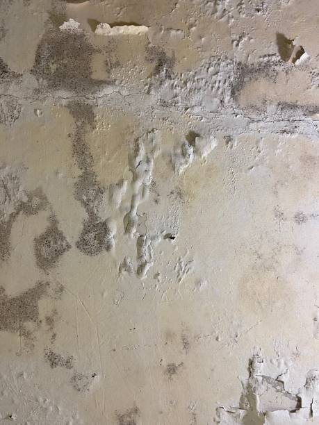 Best Professional Mold Removal  in Fabrica, TX