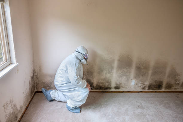 Best Emergency Mold Removal  in Fabrica, TX