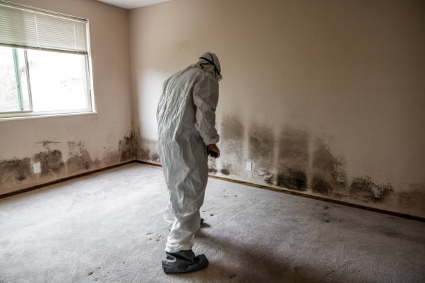 Best Toxic Mold Removal  in Fabrica, TX
