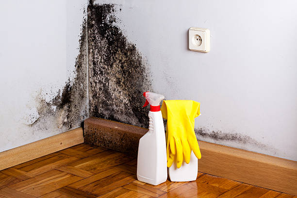 Attic Mold Removal in Fabrica, TX